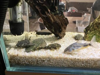 rybky rôzne druhy - 3