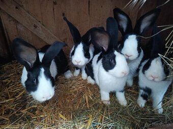 Šarišský Obrovitý - 3