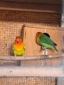 Agapornis fischer - 3