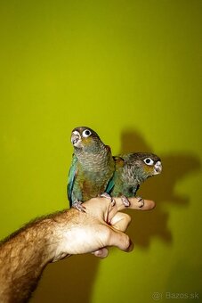 Pyrura perlata - ručný dokrm - 3