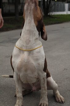 Anerican bully XL - 3