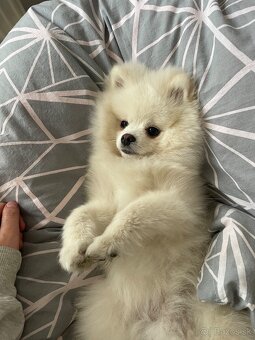 Nemecký špic- pomerian mini - 3