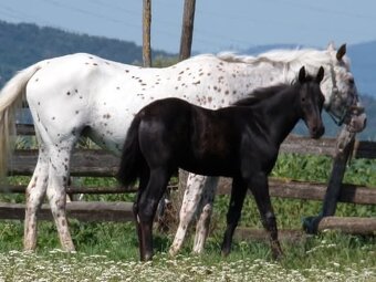 Appaloosa kobylka - 3