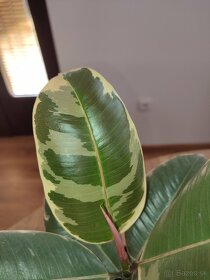 Izbové rastliny - Ficus elastica ‘Tineke’ - 3