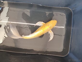 predam Koi kapre - 3