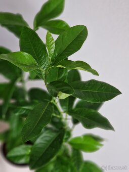 Citronovník EUREKA - 3