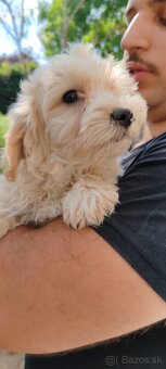 Standard Maltipoo - 3