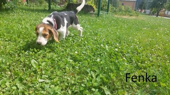 Šteniatka plemena Beagle, Bígl, Bígel - 3