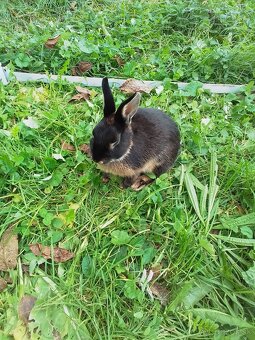 Zakrslé králiky - 3