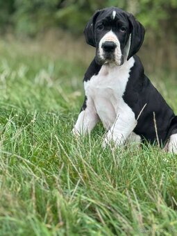 Nemecka doga s PP šteniatka - 3