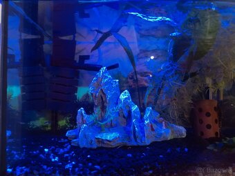 Akvárium ryby krevety filter teplomer dekorácie - 3