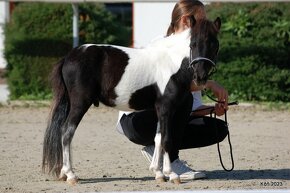 Minihorse na predaj - Showmer Quido - 3
