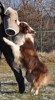 Australský ovčák -štěňátka s PP - 3