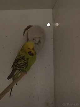 Výstavné andulky - pár - 3