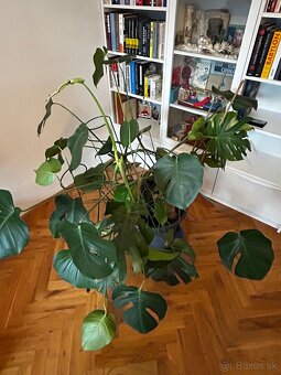 Monstera - 3
