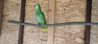 Amazonan Venezuelský - 3