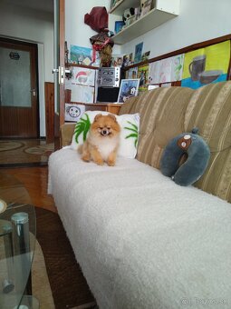 Pomeranian - 3