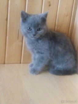 Britské mačiatka - 3