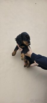 Dlhosrstu Jazvecik - 3