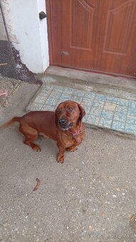 Darujem psika Nera do dobrych ruk - 3