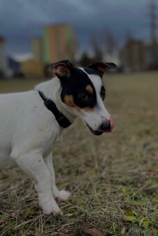 Jack Russel Terier - 3