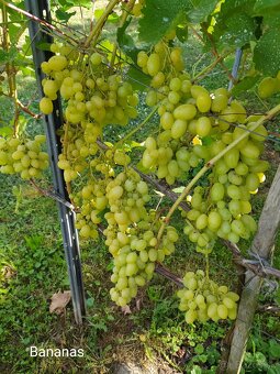 Sadenice vinica - 3
