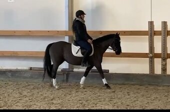 spolehlivá wesh pony C - 3