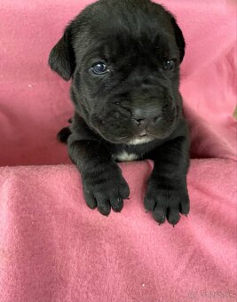 Cane corso šteniatka - 3