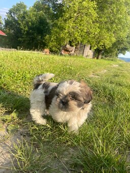 Shi-tzu - 3