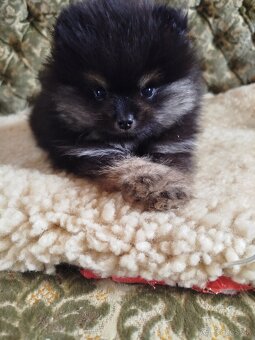 Predám fenku pomeranian s PP.FCI - 3