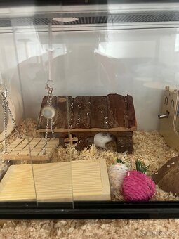Terarko , terarium so škrečkom, skrecok, agama, gekon - 3