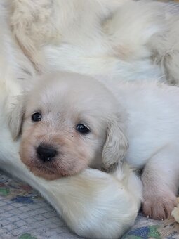 Slovenský čuvač s PP - 3