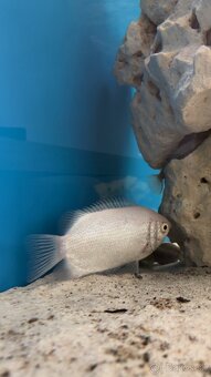 Pusinkujúce guramy – predám - 3