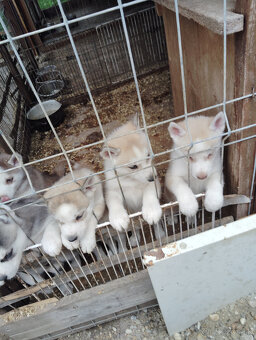 Strniatka Sibirsky Husky. - 3