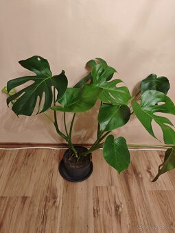 Monstera Deliciosa - 3