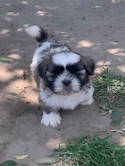 Krásne šteniatka Shih Tzu, FCI - 3