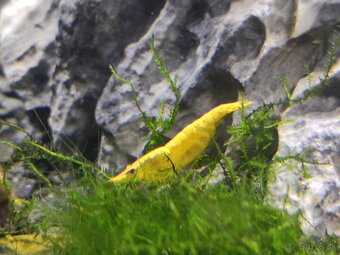 Krevetky yellow neon - 3