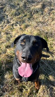 Beauceron Archi - 3
