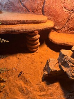 Agama bradatá - 3