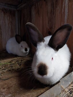 Predám kalifornského králika - 3