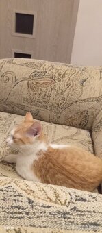 Darujem mačiatko  zadarmo. - 3