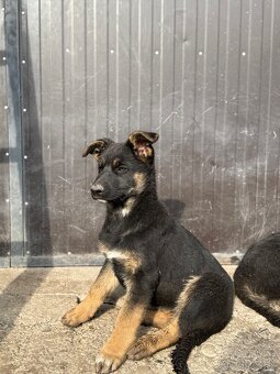 Nemecký ovčiak - 3