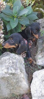 Jazvečíky krátkosrsté a merle - 3