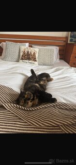 Btitské mačiatko s PP - 3