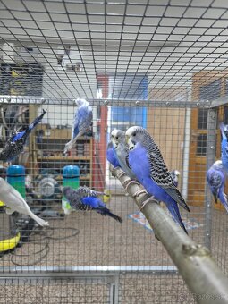 Andulka blackface - 3