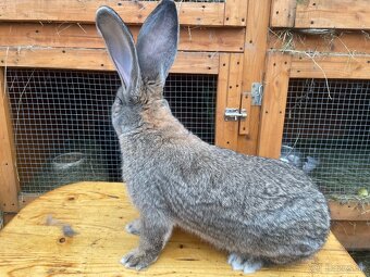 Predám samce BO - 3