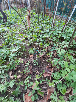 slachtene beztrnove velkoplode cernice - 3