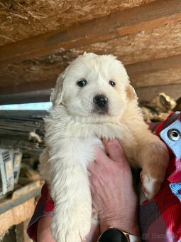 Slovenský čuvač - 3