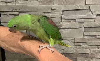 Alexander veľký ručne dokŕmený - 3