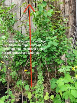 Muchovník - amelanchier - indianska čučoriedka - 3